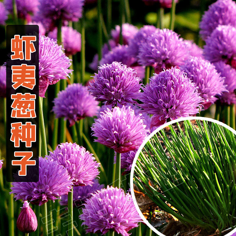 多年生宿根室外庭院紫色花种子四季种花籽花期长大花葱种籽虾夷葱