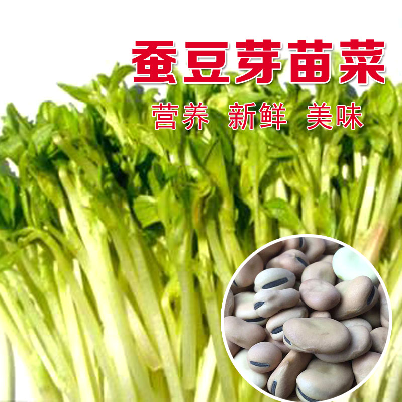 芽苗菜水培四季阳台种子