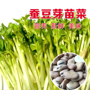 蚕豆芽苗菜种子豆苗种籽豆芽菜蚕豆种孑水培纸上家庭四季阳台种菜