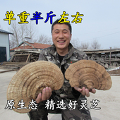 树舌 包邮 青芝 可切片打粉500克 长白山扁木灵芝 野生平盖灵芝