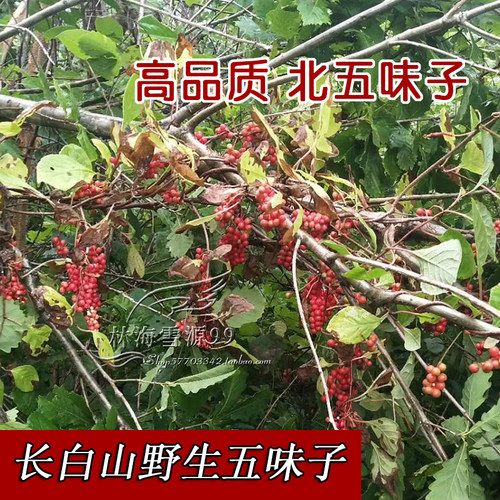 野生油籽250克长白山五味子