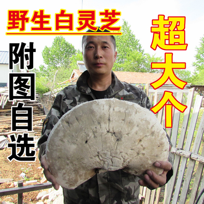 野生明目美容大个500克白灵芝
