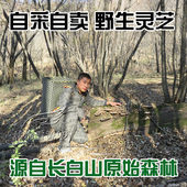 东方云芝 肺 野生灵芝 药用真菌 250克 灰带栓菌 野生东方栓菌