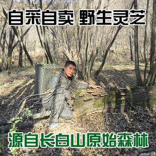 东方云芝 肺 野生灵芝 药用真菌 250克 灰带栓菌 野生东方栓菌