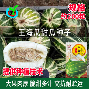 王海瓜种子超甜高糖水果脆瓜种子王海瓜甜瓜种孑三白瓜香瓜籽