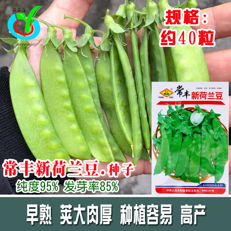 常丰荷兰豆/青豆荚/食荚/大菜蔬菜种子脆嫩清香包邮免运费 四季播