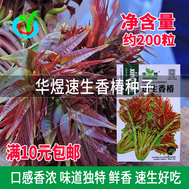 华煜速生香椿种子树上蔬菜籽阳台庭院盆栽四季播易种速生野菜种子