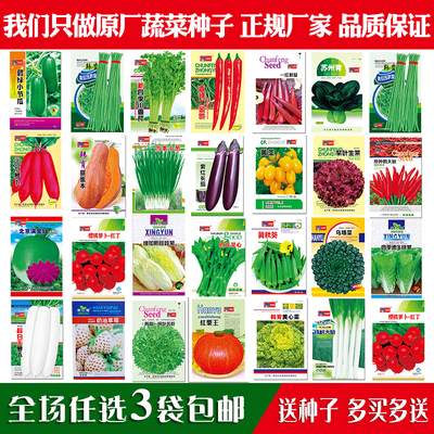四季蔬菜种子南北方阳台种菜生菜