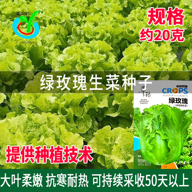 华豫绿玫瑰半结球生菜种子丰产速生四季耐抽薹大叶生菜种籽蔬菜孑