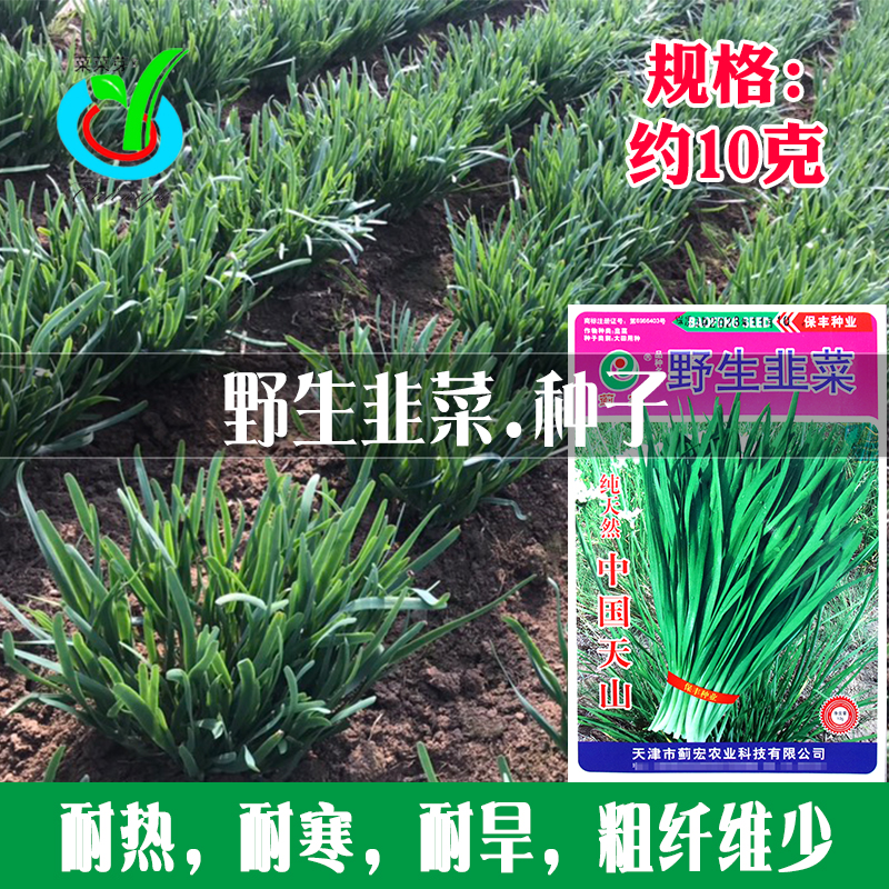 野生韭菜种子 大田菜地农户种植盆栽阳台高产叶肉厚耐热耐寒韭菜