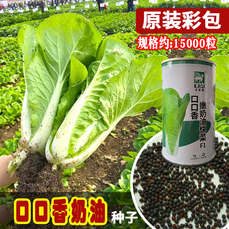 卡其口口香嫩奶油快菜种子