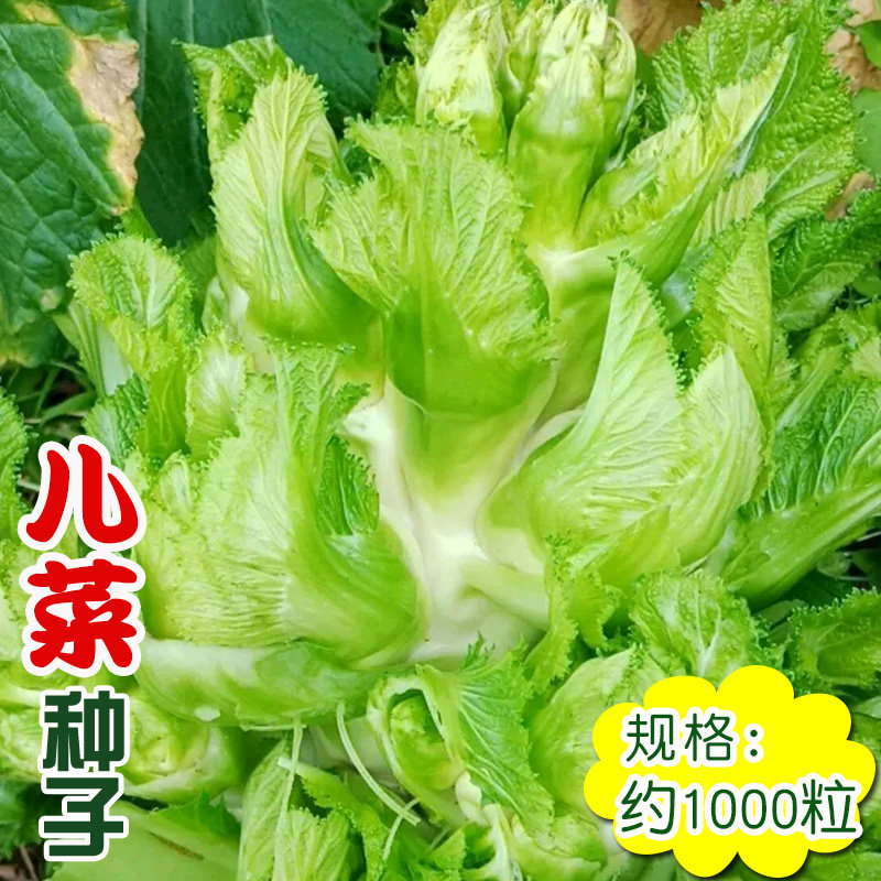 儿菜种子 农田菜园易栽培不空心产量高质脆品质佳生长势强儿菜籽