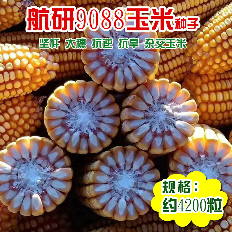 航研9088玉米种子 大田审定杂交茎秆坚韧根系发达玉米棒子籽