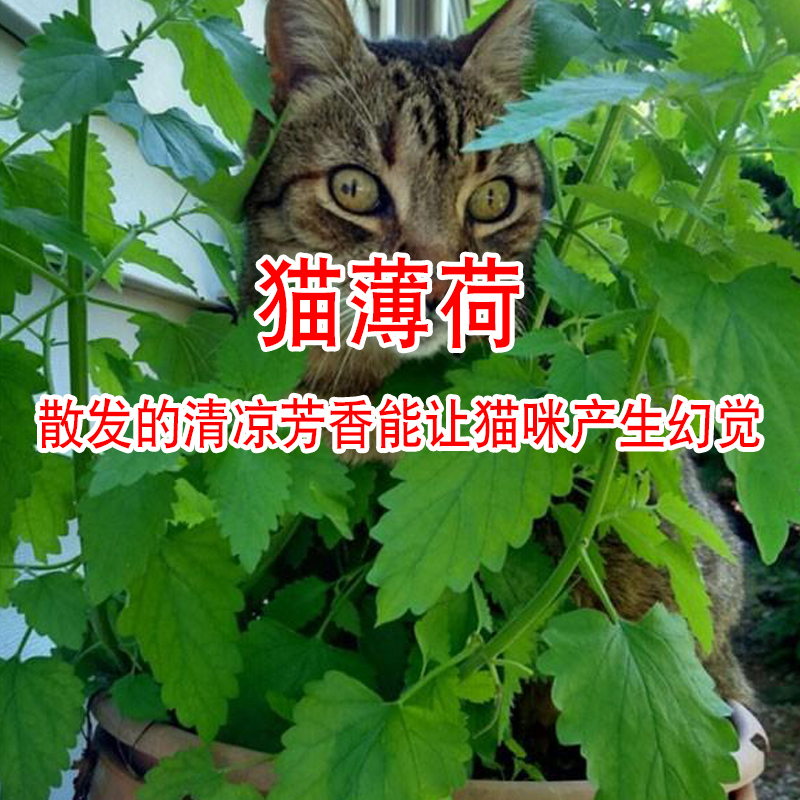 薄荷盆栽种子 猫薄荷种子 食用薄荷薄荷草 绿植可食用 驱蚊 室内