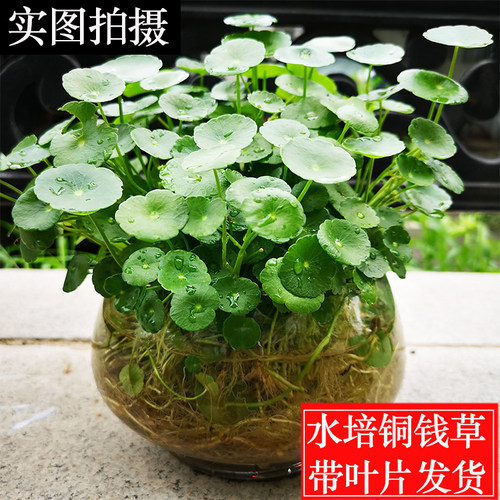 阳台招财喜光喜水金钱草小绿植