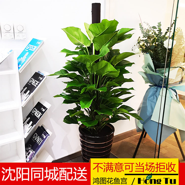 大叶绿萝柱绿萝桩大型室内办公室常绿绿植除甲醛装修净化空气盆栽