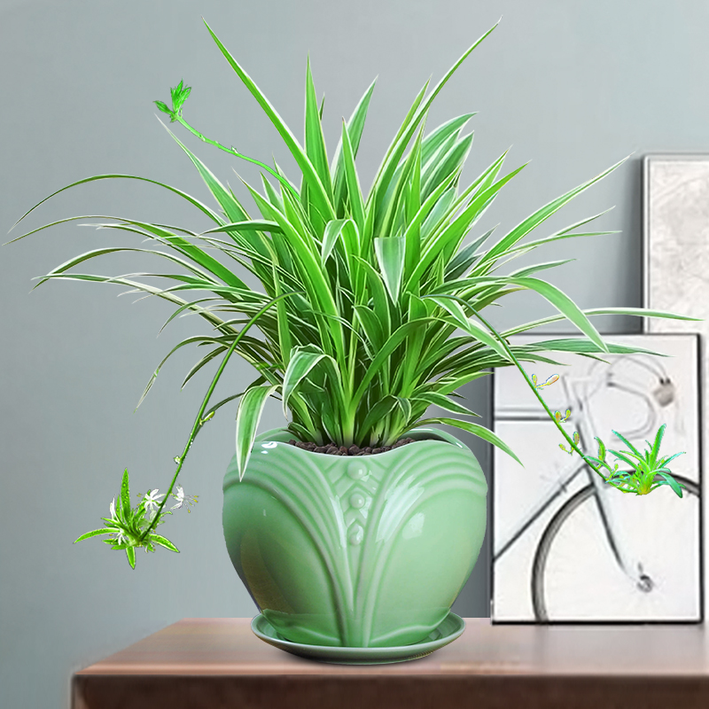 金边吊兰盆栽垂吊植物室内客厅办公室桌面小盆景四季常青好养绿植