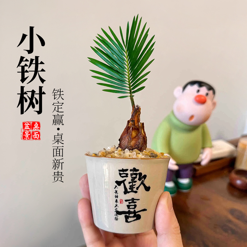 铁树禅意迷你小盆栽茶桌禅意摆件盆景办公室内绿植物客厅桌面苏铁