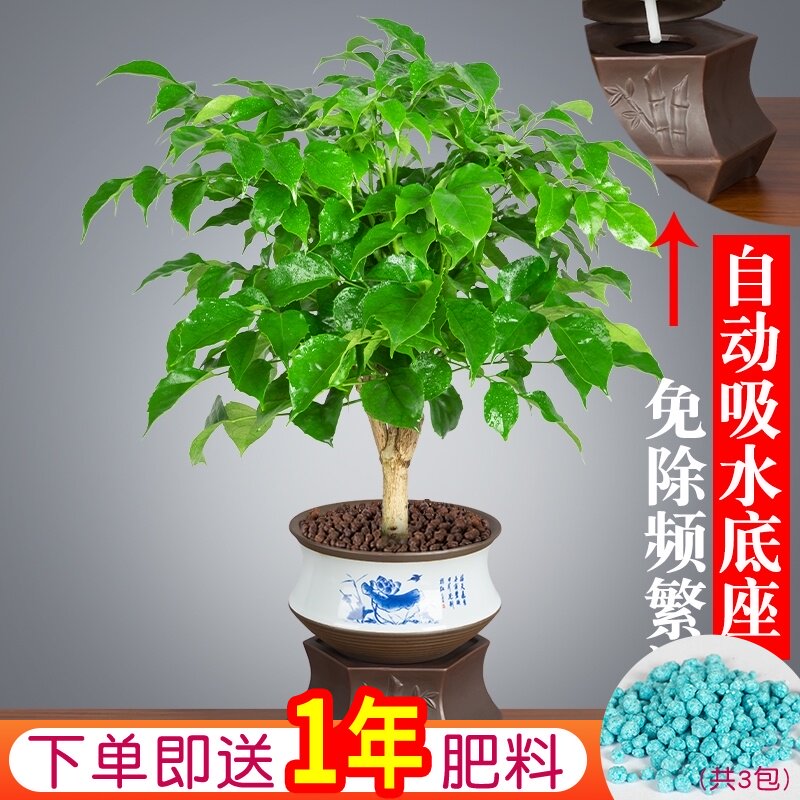 幸福树盆栽植物室内老桩盆景树苗绿宝办公室桌面网红绿植客厅花卉
