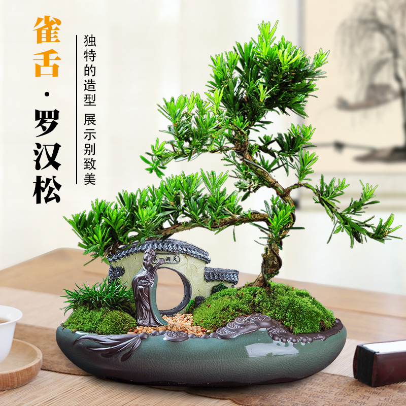 罗汉松盆景老桩植物盆栽雀舌树苗造型树室内花绿植桌面微景观好养