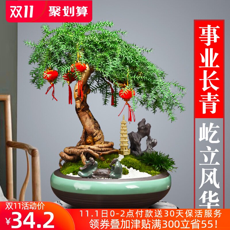 澳洲杉盆景植物室内花客厅大型净化空气四季常青绿色好养易活盆栽|ruв категории доставка цветов/цветок моделирования/растения садоводства, цветок/растения в горшках (новый), растения - от Buy2taobao.com для оказания профессиональной услуги покупки агента Taobao