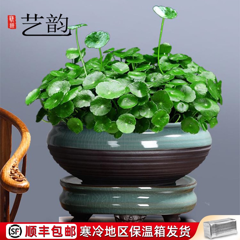 室内花草植物 图片 价格 多少钱 什么值得买 室内花草植物 图片 价格 多少钱 什么值得买