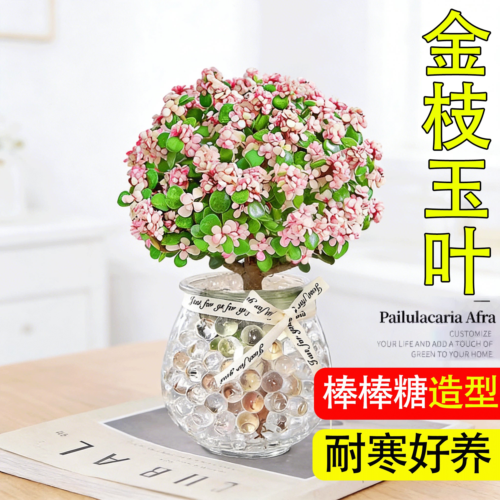 老桩A级金枝玉叶出口品质好养图片