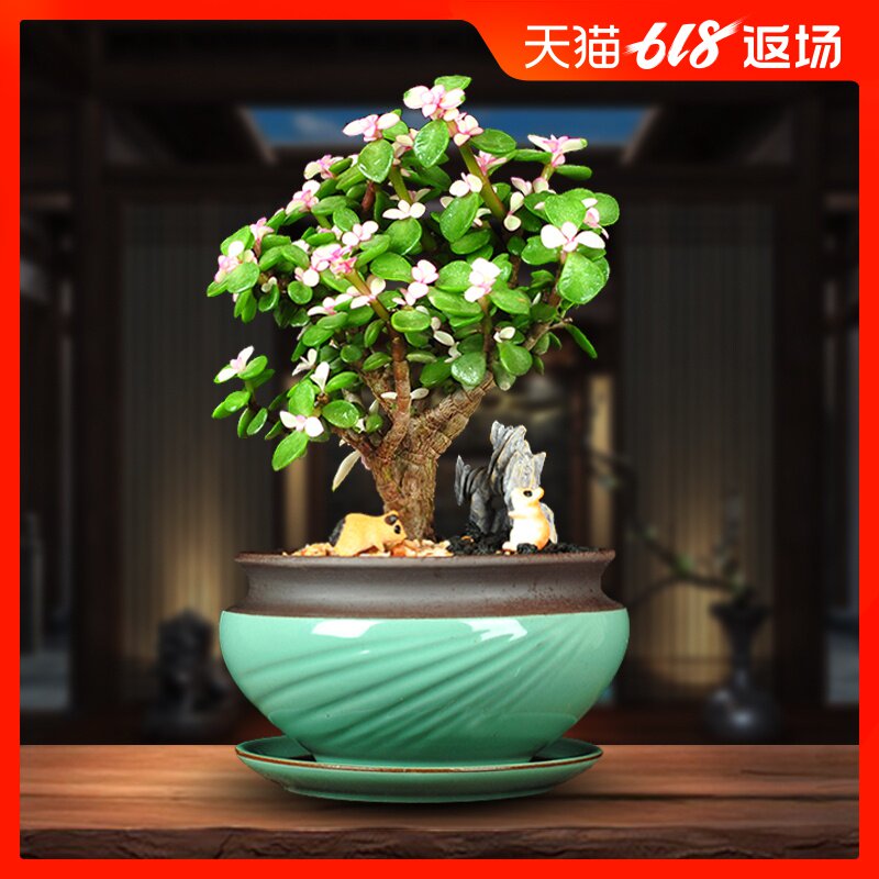 金枝玉叶盆栽植物花卉肉肉多肉观花草开花不断室内花雅乐之舞盆景|msdalam kategori penghantaran bunga/bunga simulasi/tumbuhan berkebun, bunga/Tumbuh-tumbuhan tumbuh-tumbuhan pasu (baru), tumbuh-tumbuhan hijau - dari Buy2taobao.com untuk memberikan perkhidmatan ejen Taobao profesional membeli