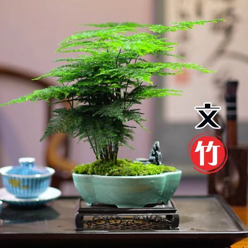 文竹盆栽书房卧室客厅