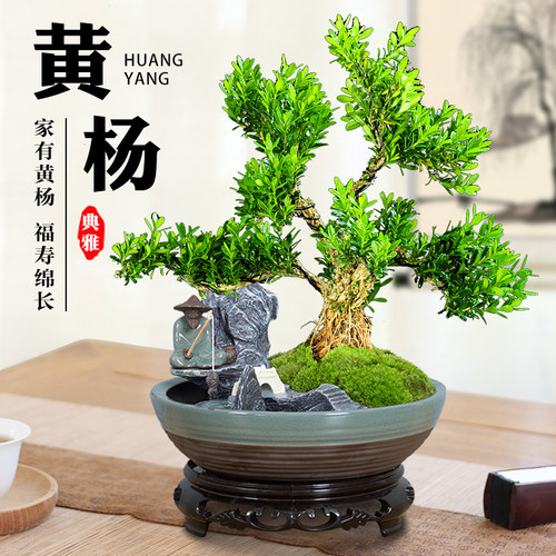 黄杨老桩盆景树苗雀舌皱皮造型小叶盆栽绿植室内客厅好养树桩植物 - 封面