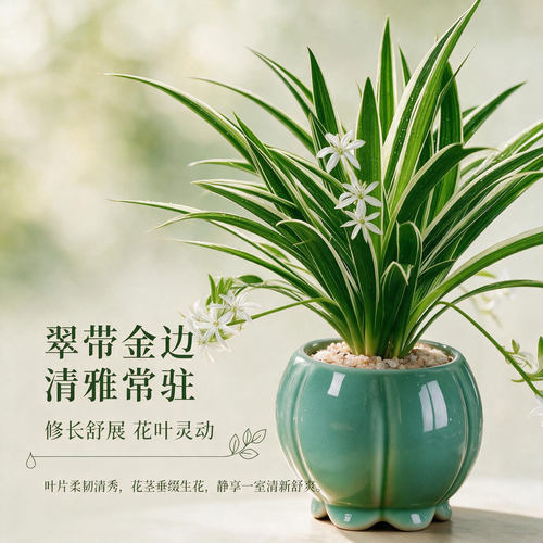 金边吊兰室内好养小盆景