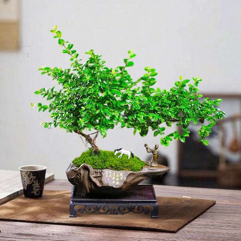 雀梅悬崖造型清香绿植盆景盆栽中式室内好养植物桌面造型摆件花卉