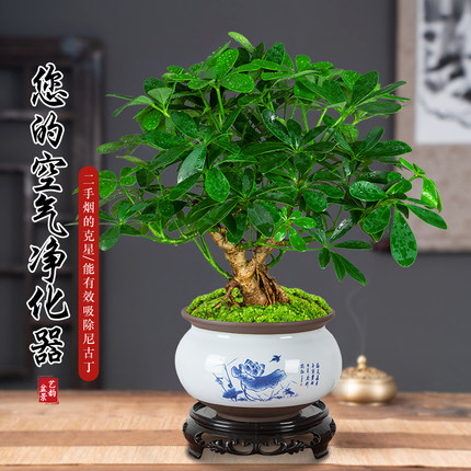七叶莲招财树植物盆栽生肖老桩盆景客厅水好养鸭脚木室内绿植花卉