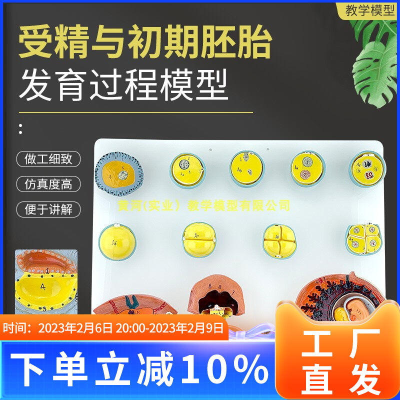 人体受精与初期胚胎n发育过程模型 组织胚胎 受精卵胎盘卵泡胚胎