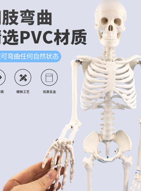 医用标准人体骨骼模型85CM成人骨架人体模型小白骷髅教学脊椎全身