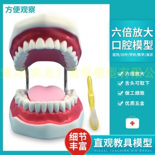 6倍放大 牙护理保健模型大号牙齿清洁教学模具 口腔护理牙模型