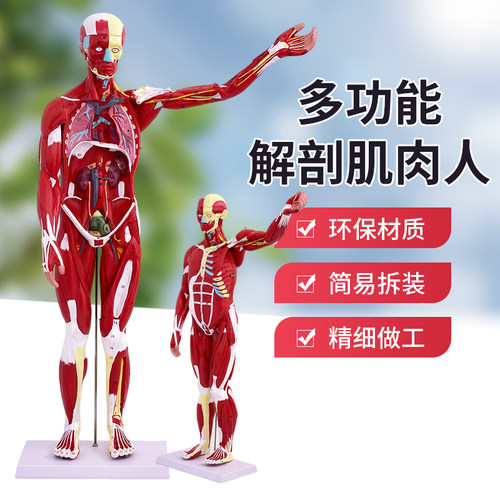 蓝蝶模型肌肉人附内脏解剖教学