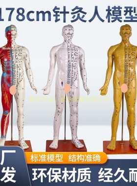 170CM人体针灸模型针灸铜人模型178cm中医经络穴位模型 穴位清晰
