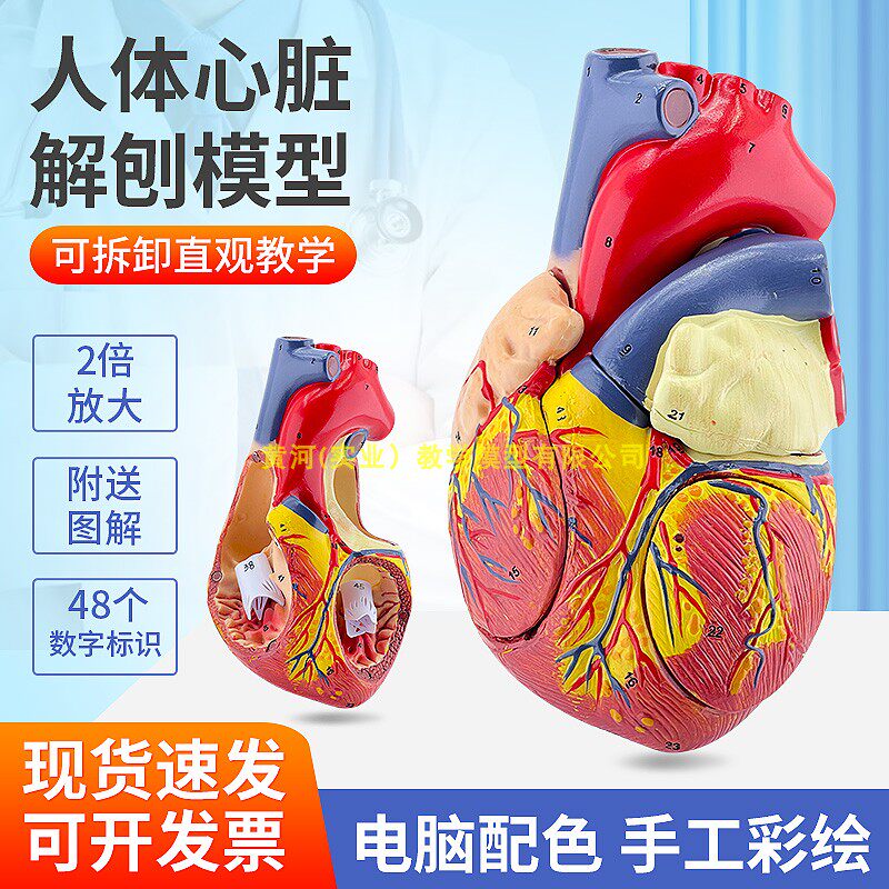 正品放大版人体心脏解剖模型 心脏模型 医学心内科教学教具 2倍