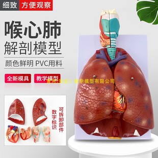 医学 医学耳鼻喉科心内肺解剖教学模型 呼吸系统 喉心肺解剖模型