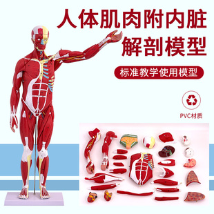 80CM人体全身肌肉模型内脏器官解剖结构组织拆卸运动教具医学教学