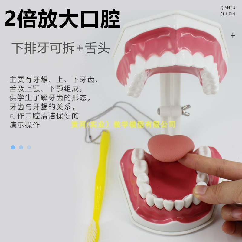 儿童口腔模型 牙齿模型 早教教学牙齿模型2倍放大可拆下排带舌头 玩具/童车/益智/积木/模型 其他模型玩具 原图主图