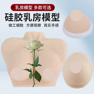 教学医学仿真女性乳房义乳假乳催乳师培训教具哺乳教具纯硅胶模型