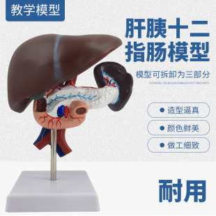 人体肝胰十二指肠模型 腹腔动脉和大静脉 附胰腺管 肝脏解剖模型