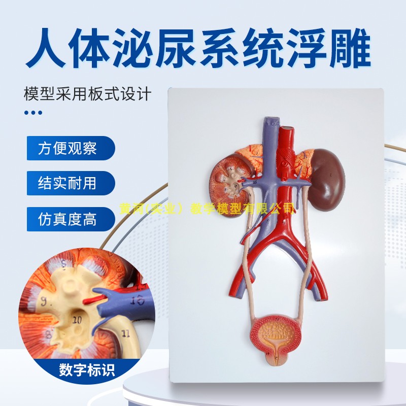 人体泌尿系统模型肾、输尿管、膀胱及尿道模型泌尿系统浮雕模型