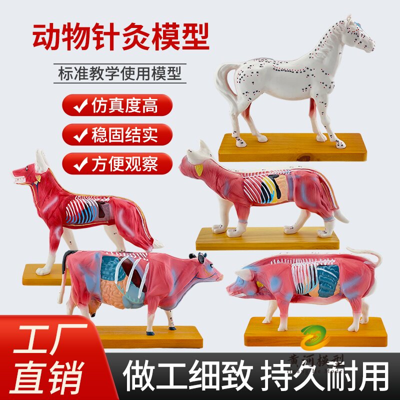 狗猫猪牛马体针灸模型 犬穴位动物针灸 兽医教学动物解剖标本模型
