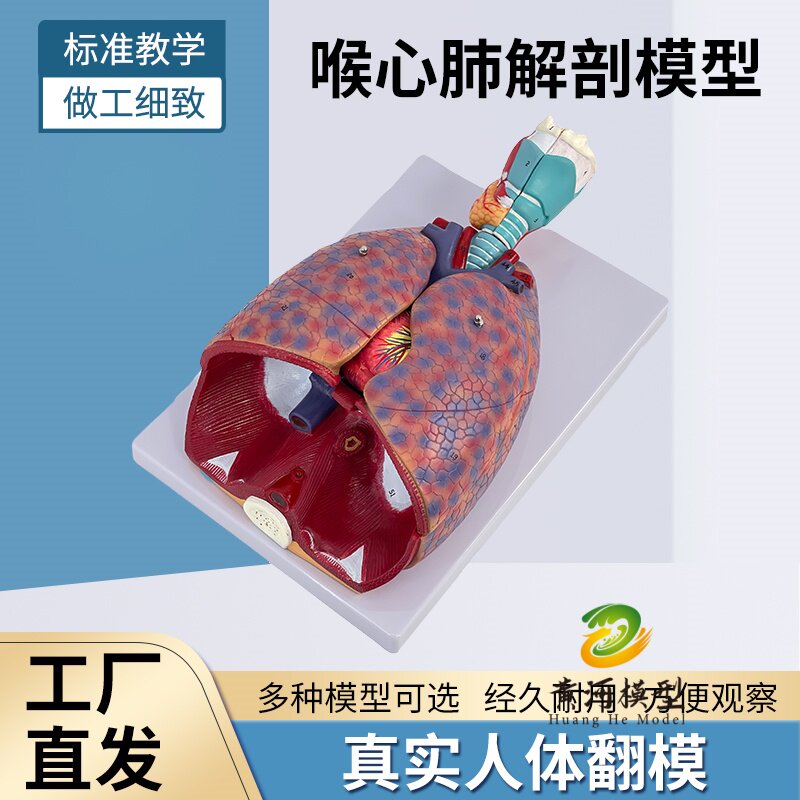 黄和模型呼吸系统人体解剖教具