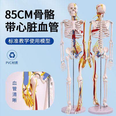 85CM人体f骨骼带心脏血管及脑模型骨架神经脊柱模型动脉模型