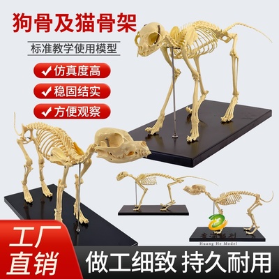 黄河模型狗骨骼标本模型