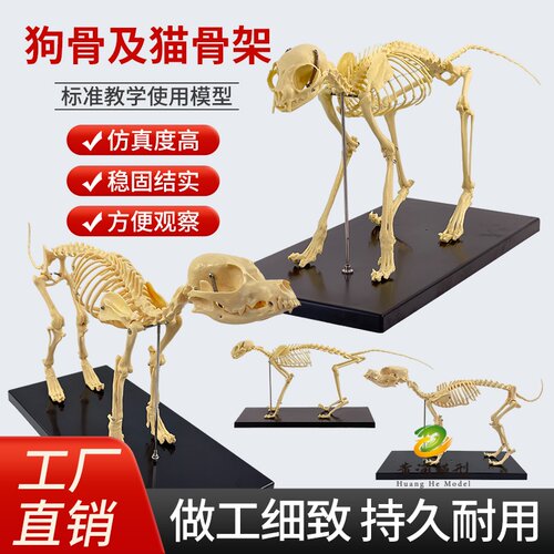 黄河模型狗骨骼标本模型